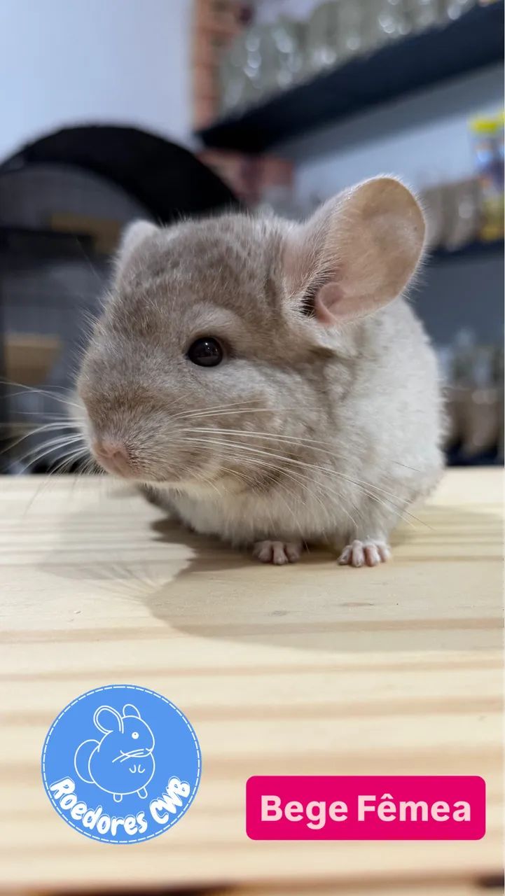 Chinchilla Pups in Various Colors