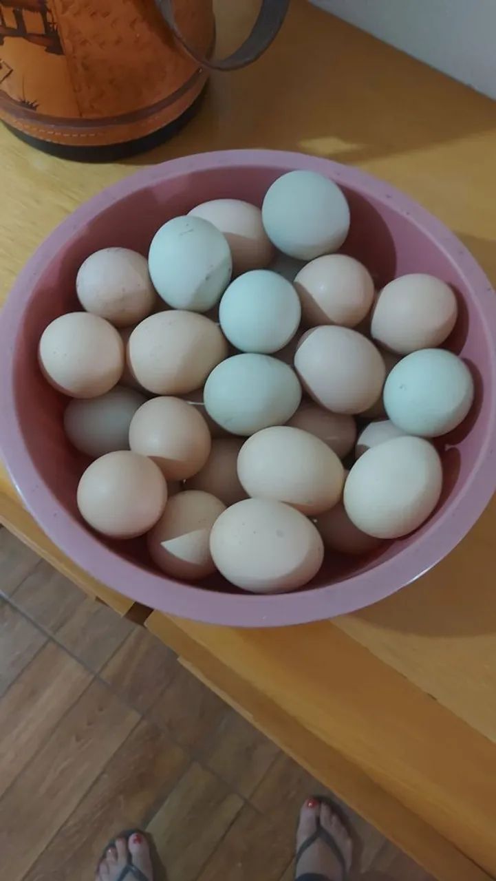 Ovos e pintinhos gsb 