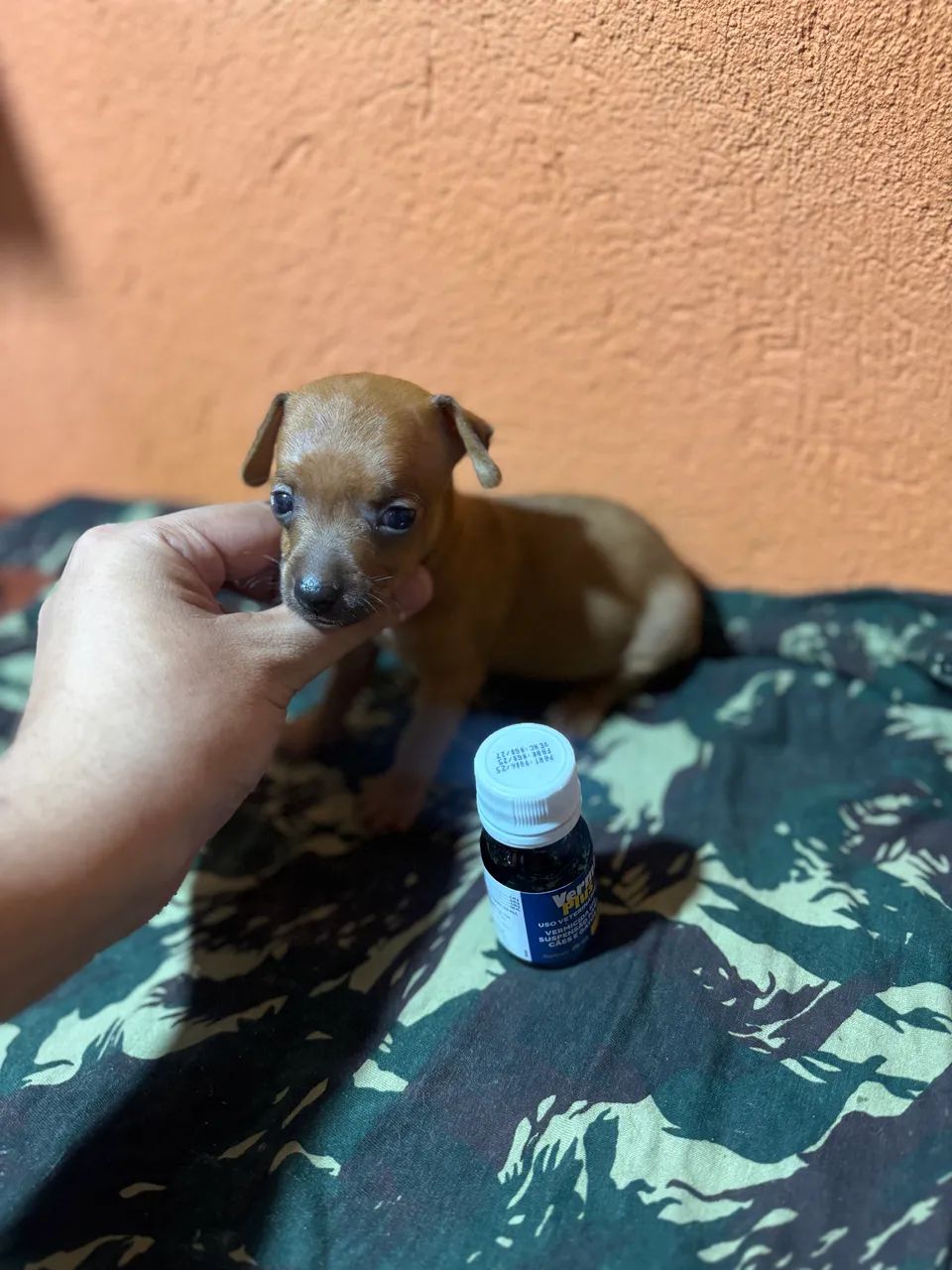 Filhotes Pinscher micro e zerinho  - Foto 4
