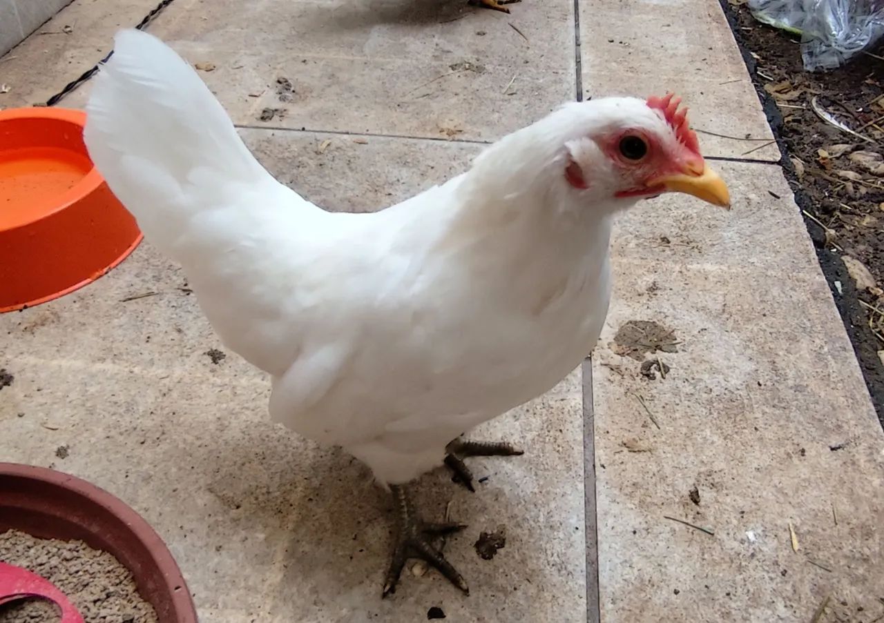 Vendo 5 garnizes jovens (2 machos e 3 fêmeas)