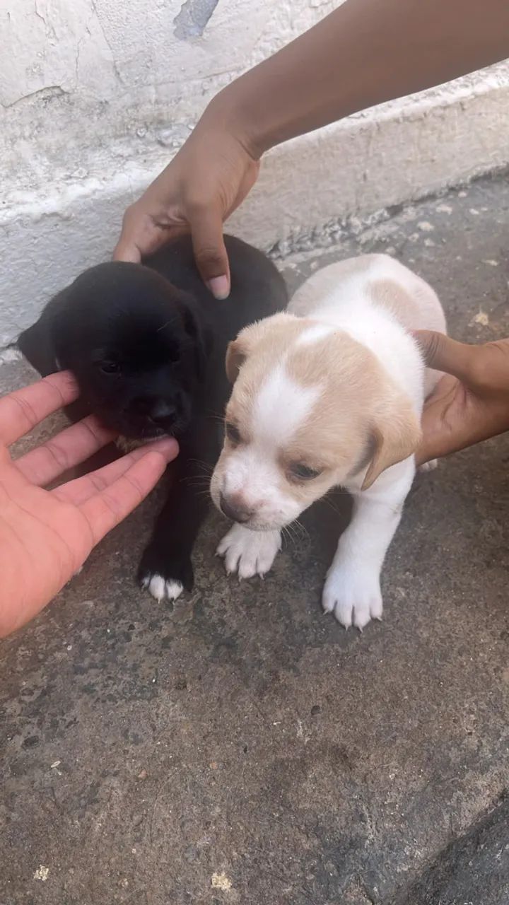 Cachorros para doação - Foto 4
