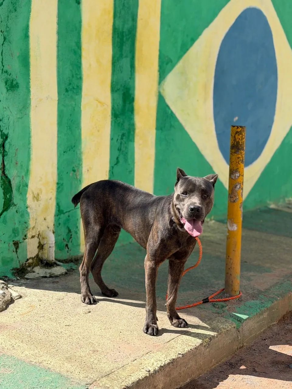 CANE CORSO (MACHO)  - Foto 2