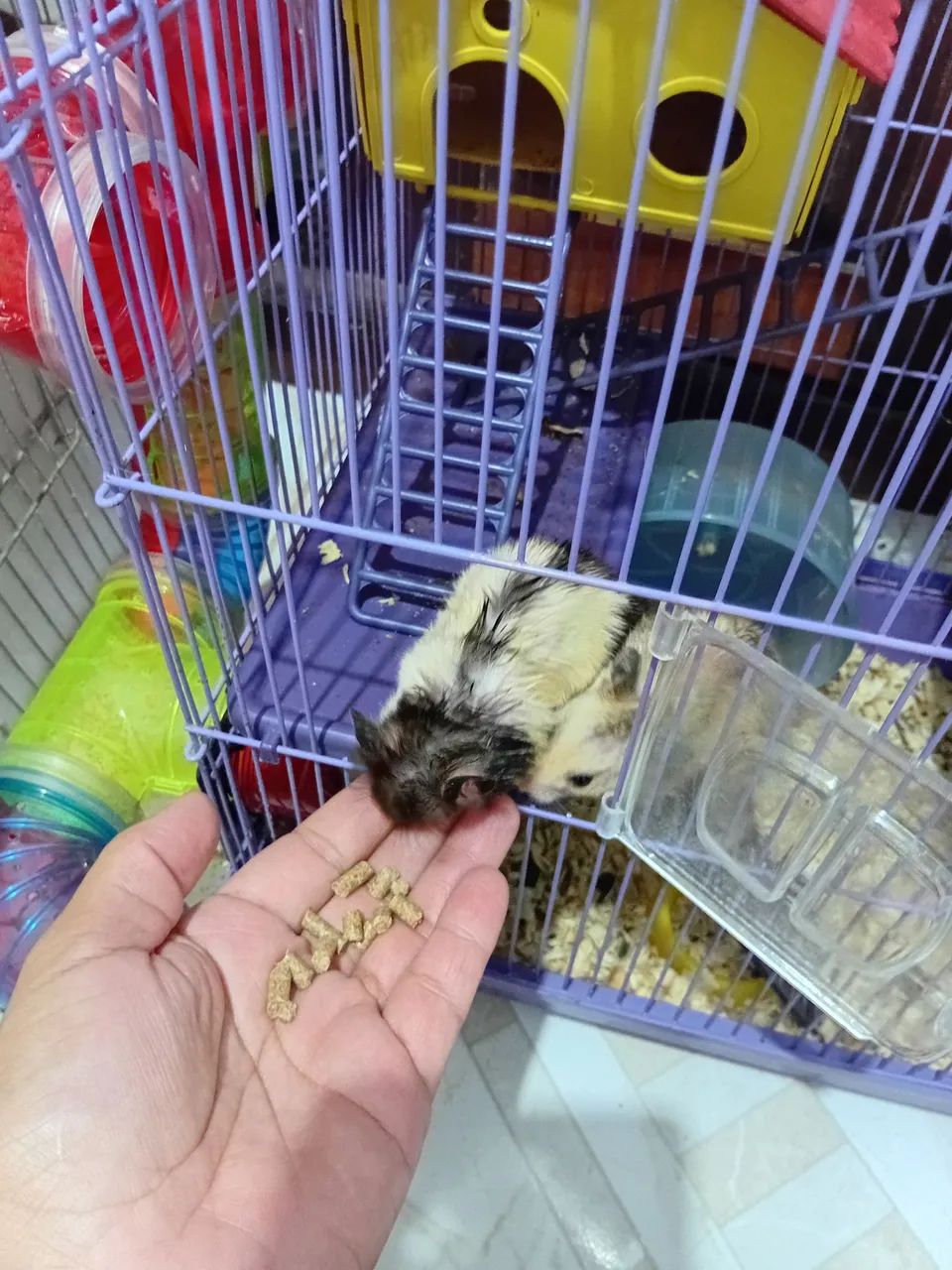 Hamster ?  - Foto 3