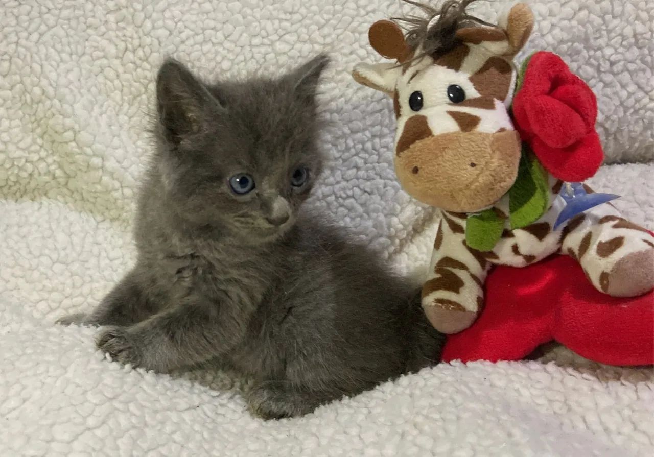 Nebelung machinho disponível  - Foto 2
