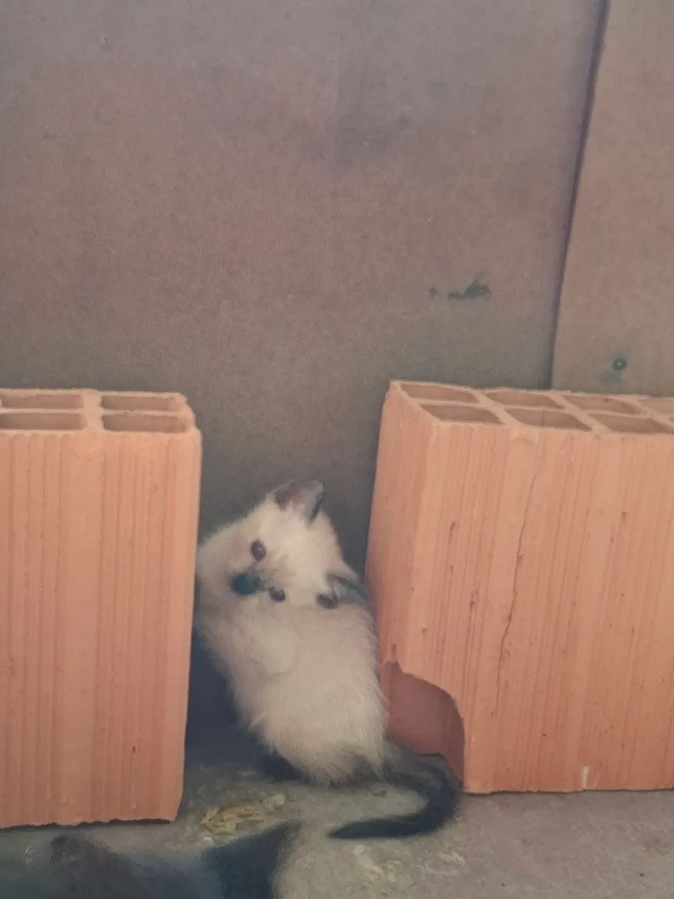 DOAÇÃO DE FELINOS SIAMÊS  - Foto 5