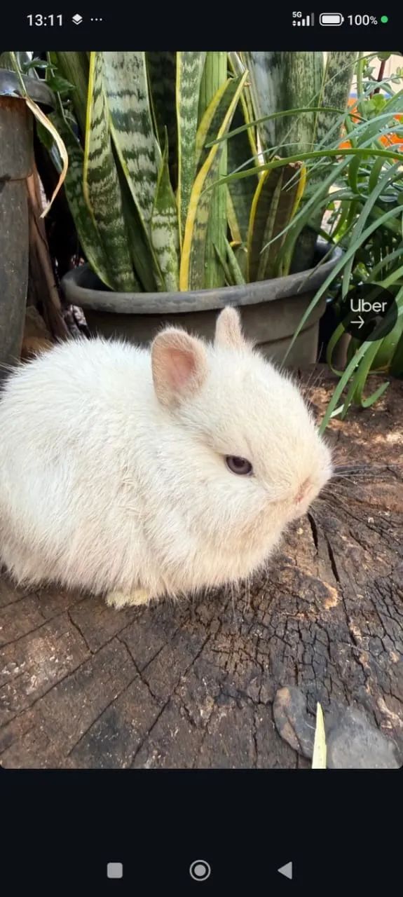 Mini coelhos Netherland - Foto 3