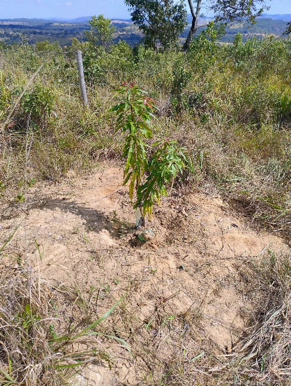 Terreno em Itaguara  - Foto 4