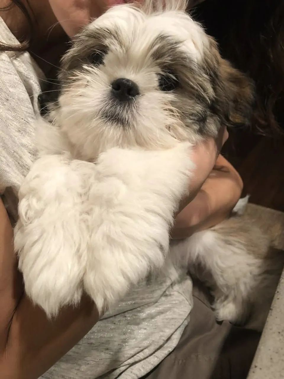 Shih Tzu brincalhão 
