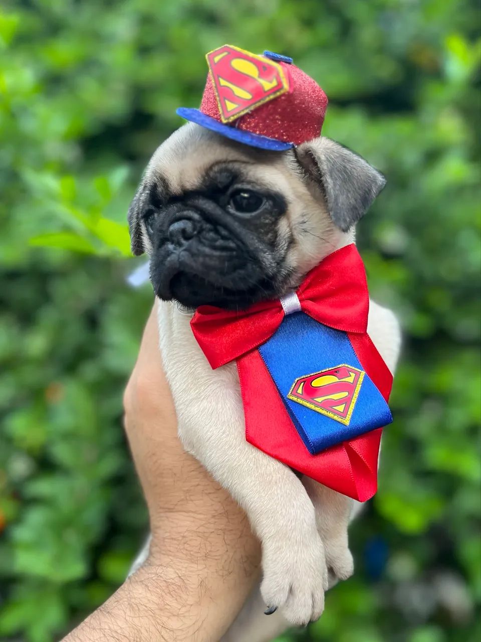 Filhotes de Pug - Foto 6