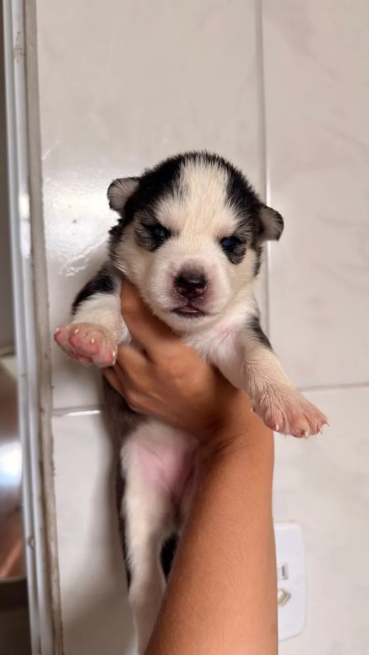 Husky siberiano - Foto 3