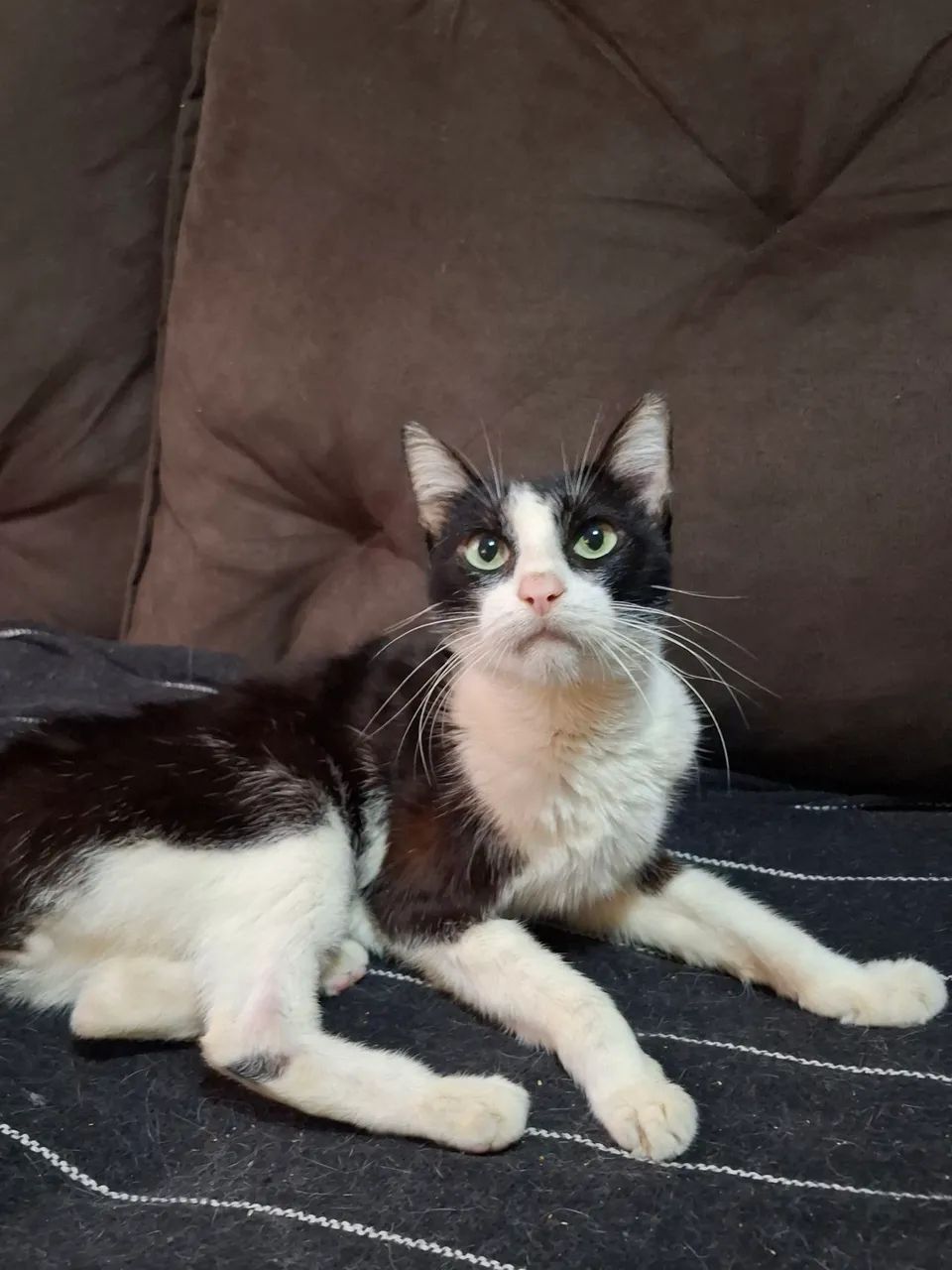 Doando gatinho castrado 