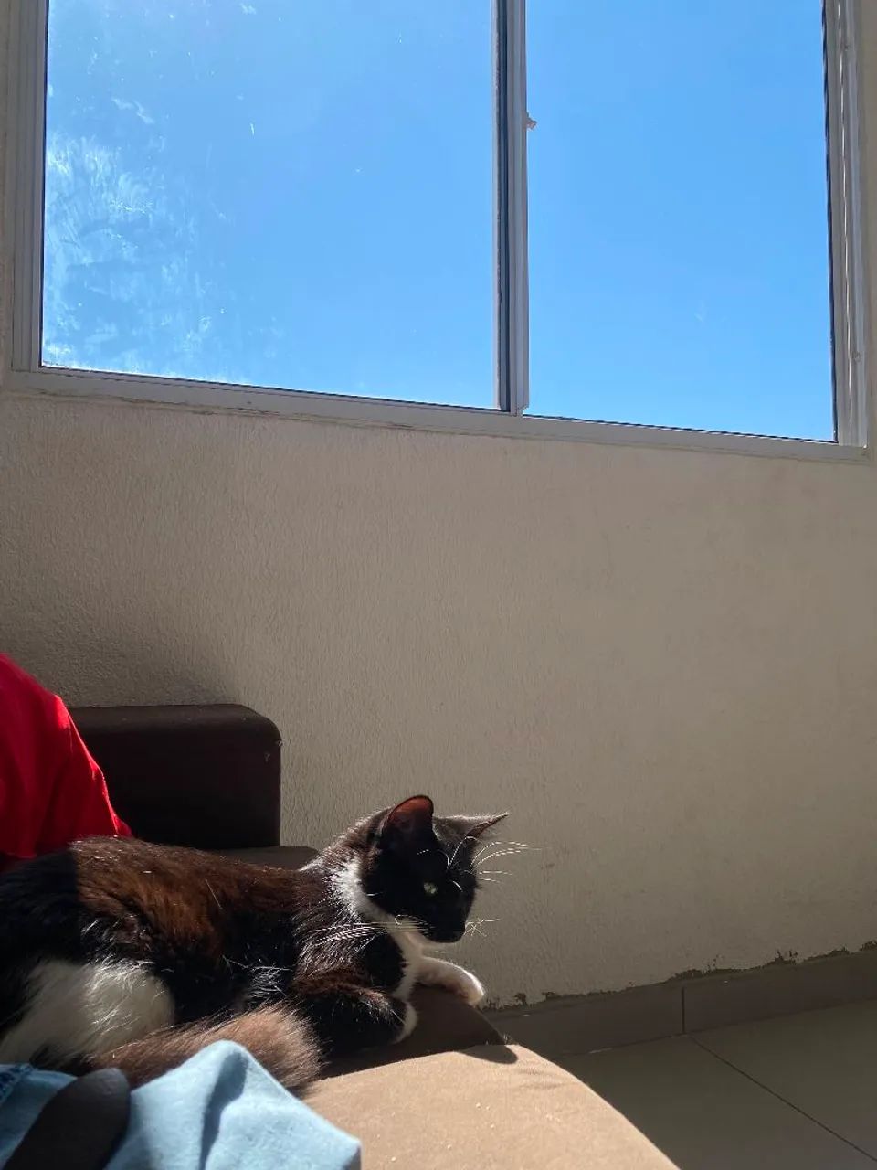 Doação de gato - Foto 3