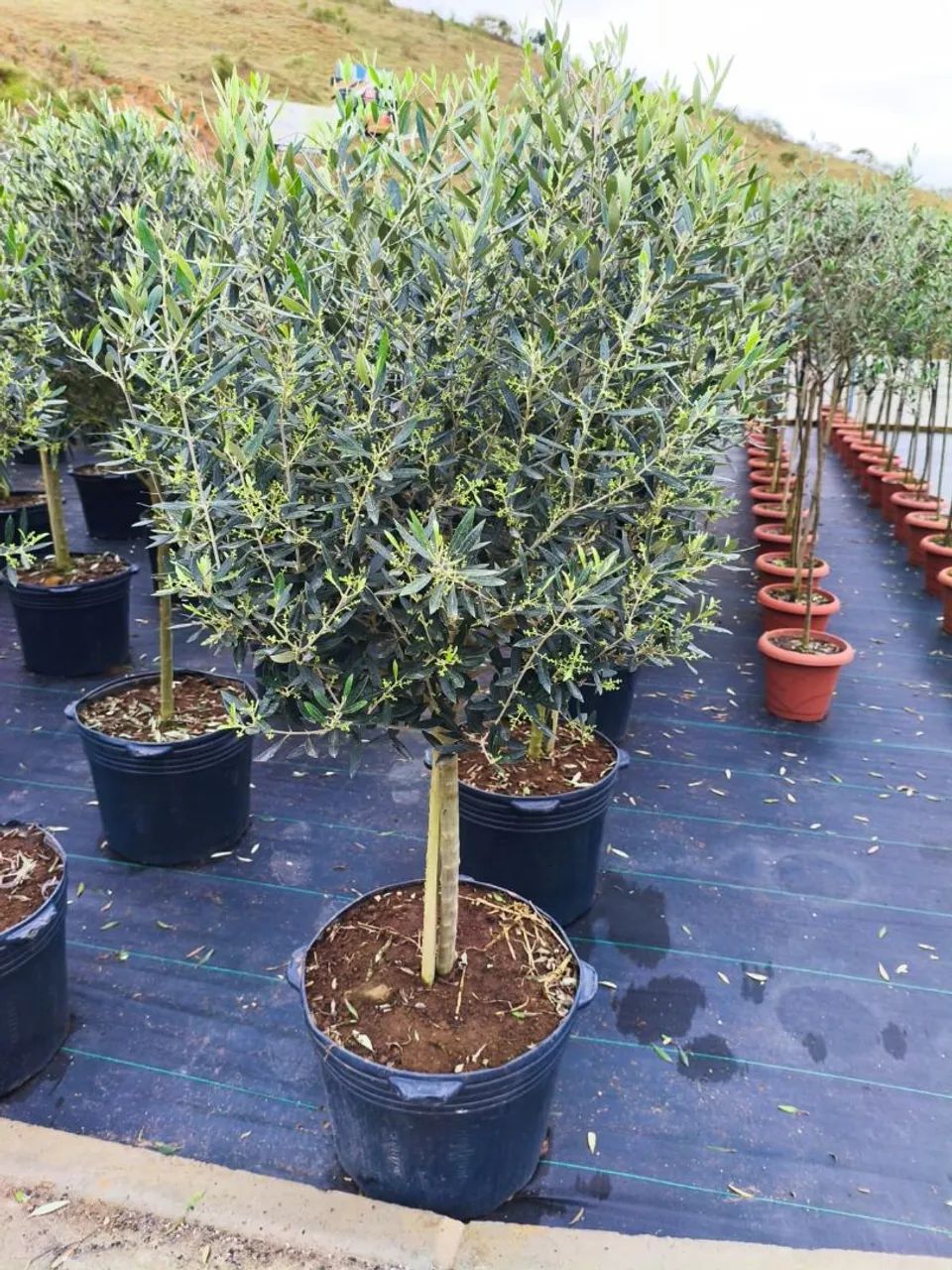 Oliveira 