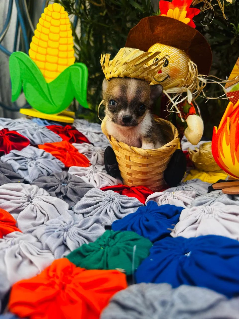 Animais - Foto 5