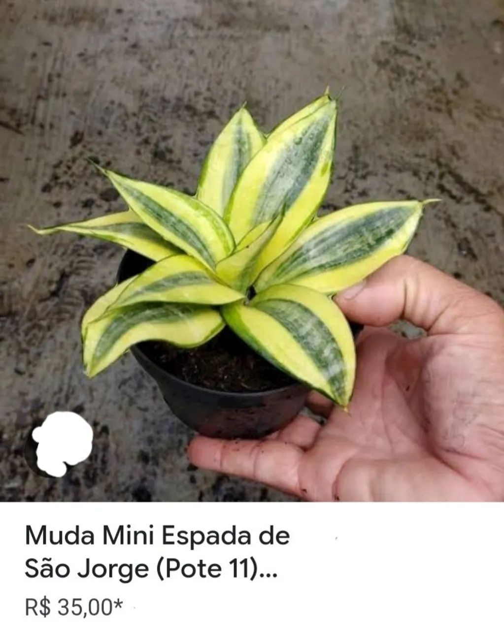 Mudas de plantas  - Foto 4