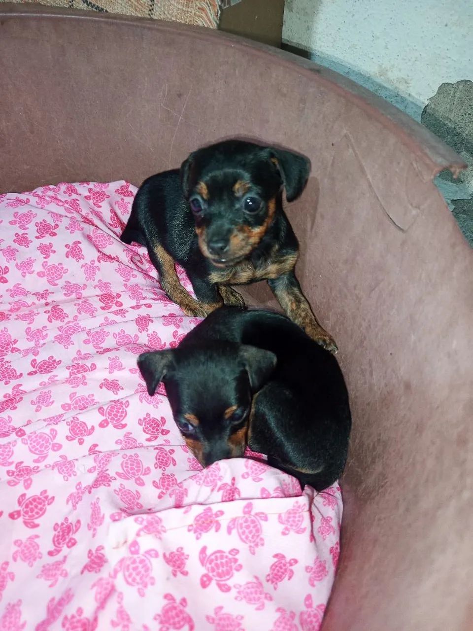 Pinscher  - Foto 5