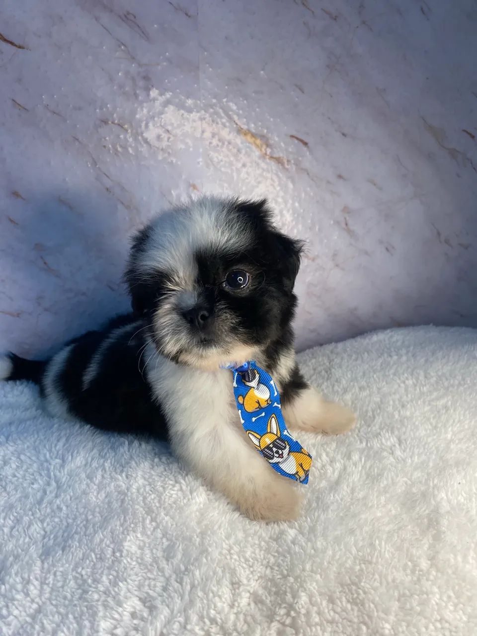 Cachorro  - Foto 4