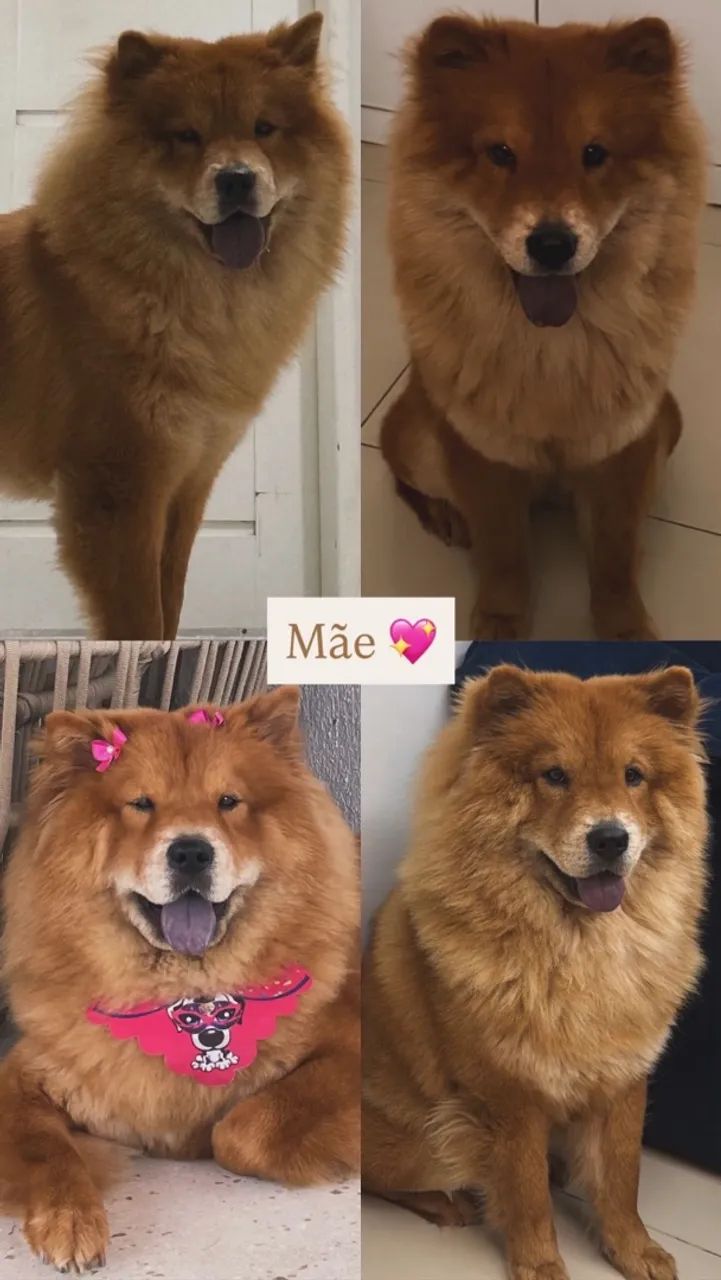 CHOW CHOW - Foto 5