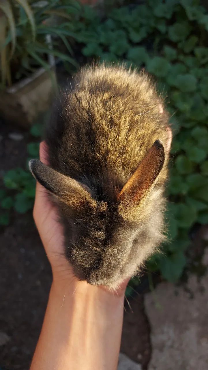 Mini Lionhead filhotes disponíveis em Curitiba e região - Foto 3