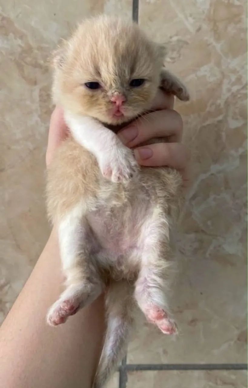 Gatos(a) persa 