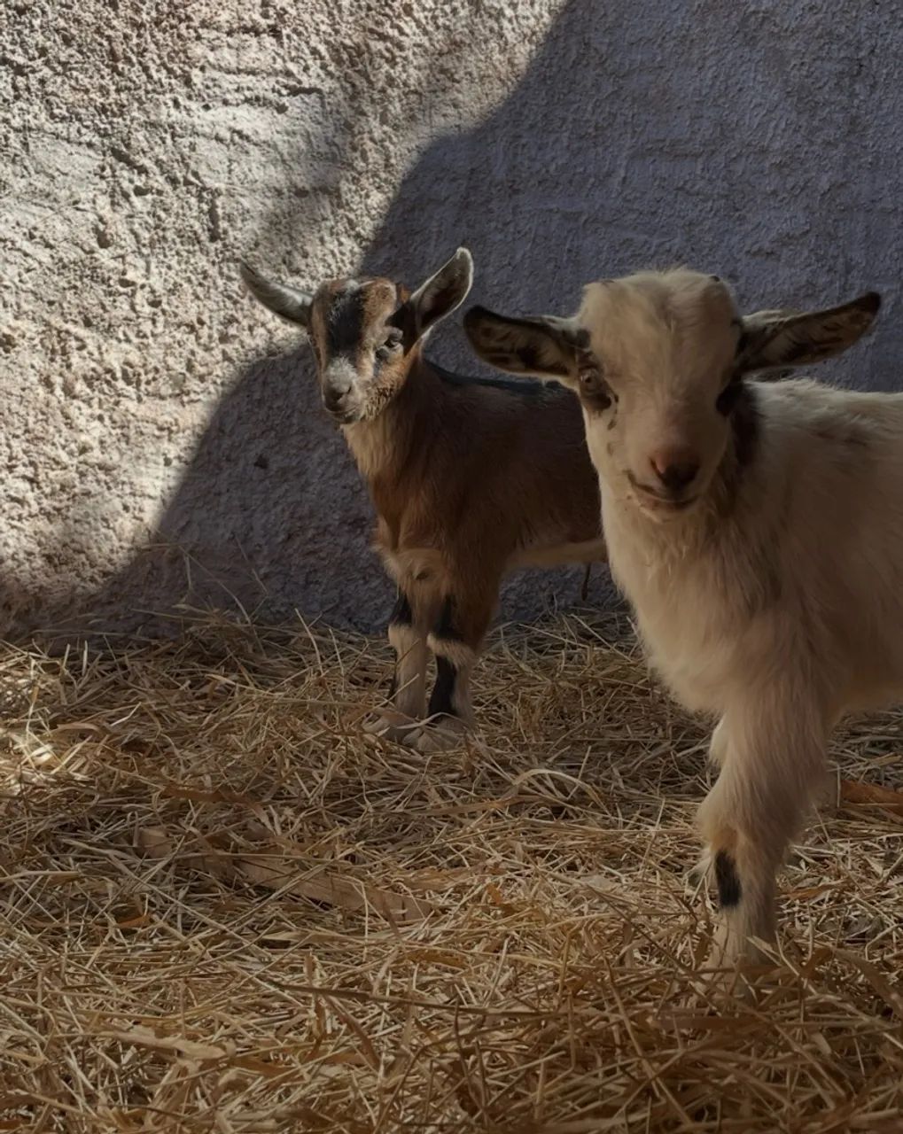 Filhotes de Mini Cabras - Foto 3
