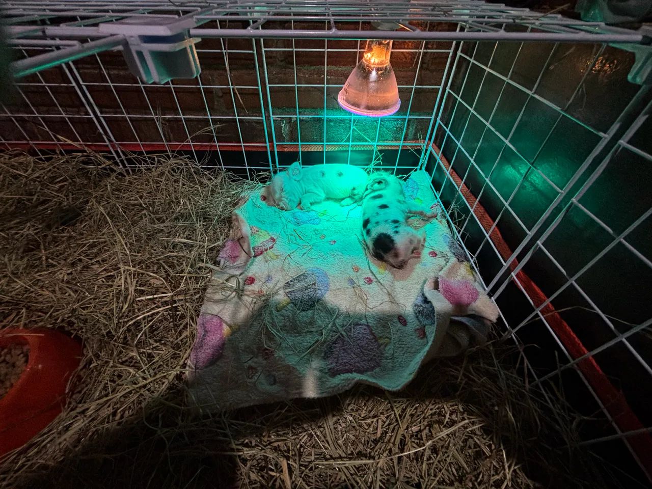 Filhotes de Mini Pig - Foto 4