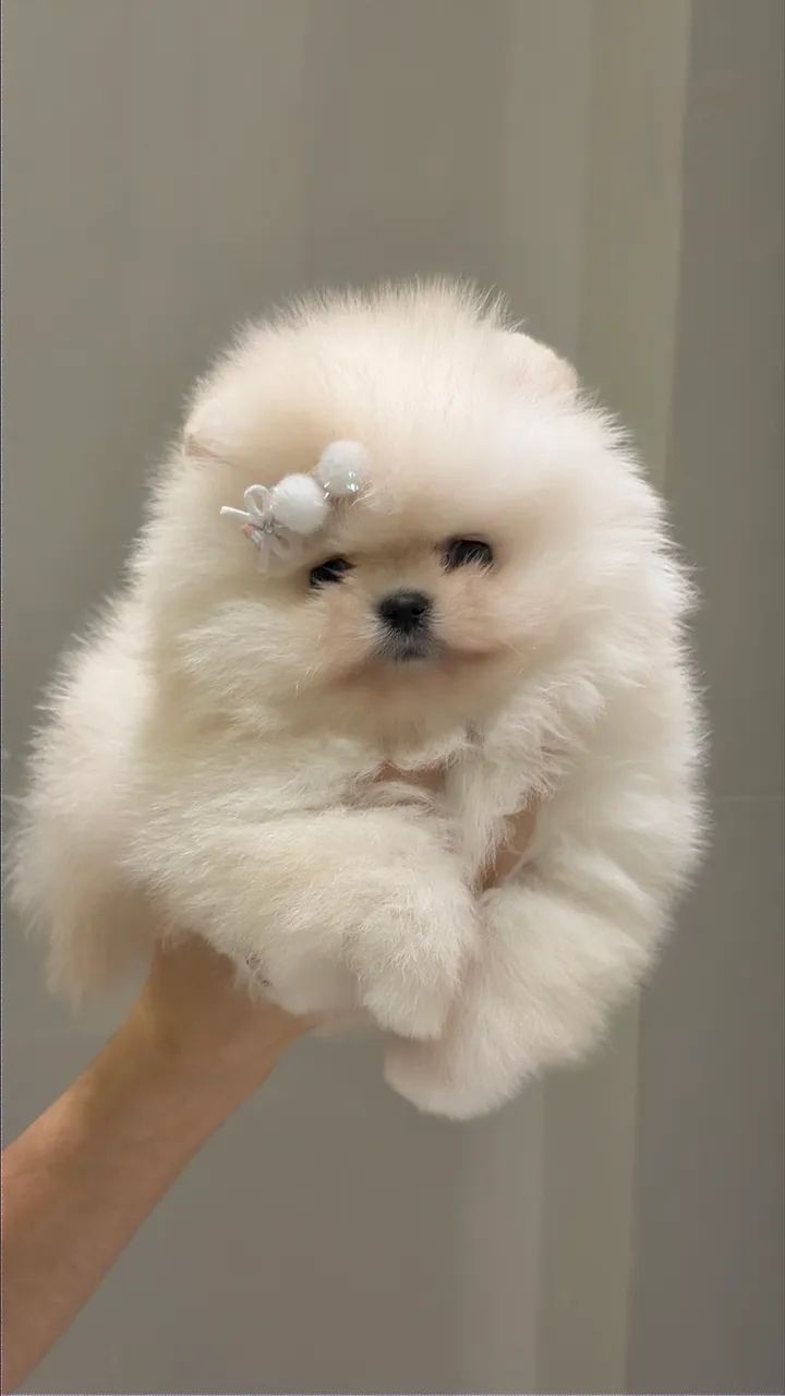 Filhotes de Spitz Alemão - Foto 4
