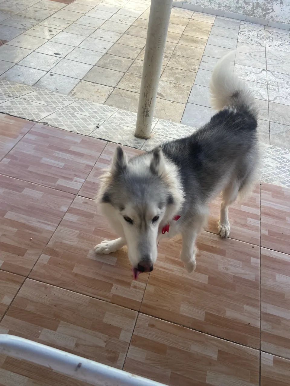 Doação de husky siberiano  - Foto 2