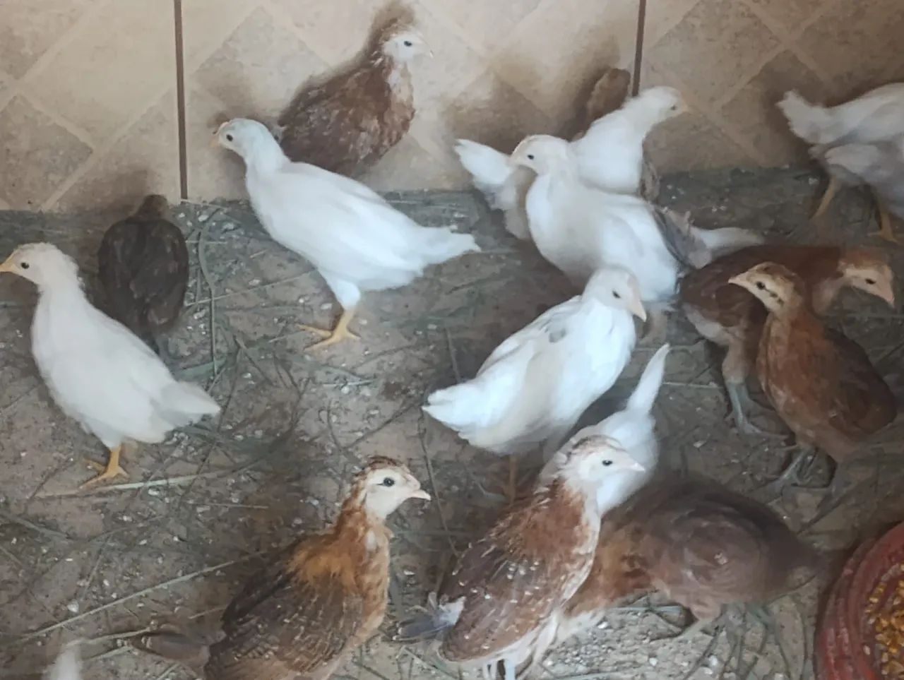 Poedeiras ovo azul e verde (novogen)