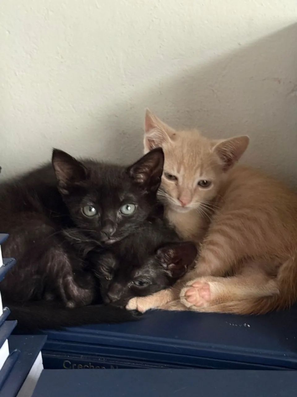 Gatinhos para adoção responsável - Foto 4