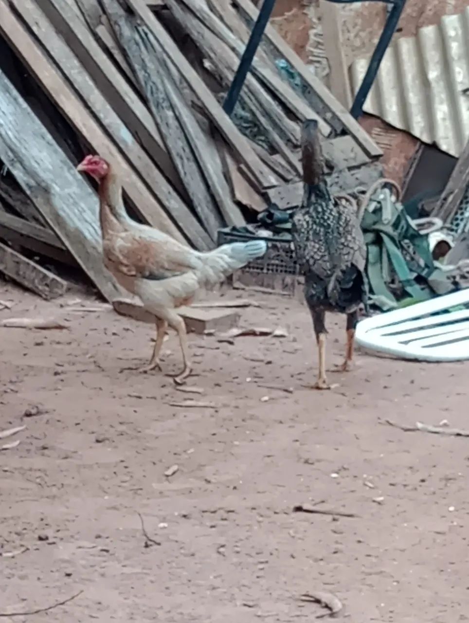 Vendo 5 franguinhos ainda meio pequeno duas frangas lindas quase botando e um frango  - Foto 3