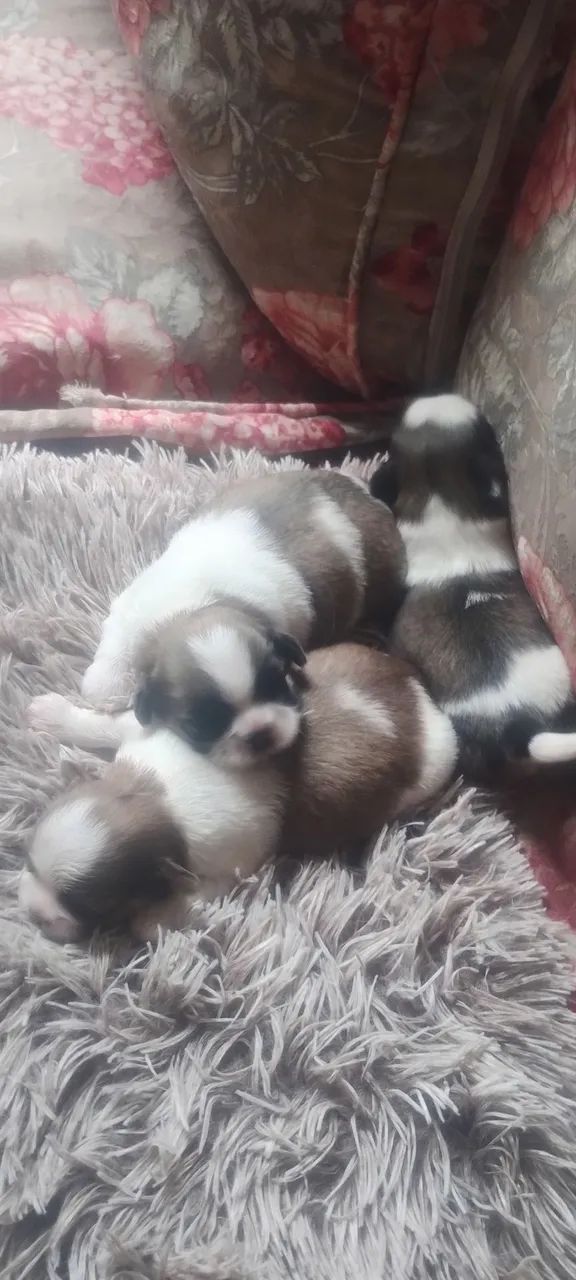 Shih tzu - Foto 4