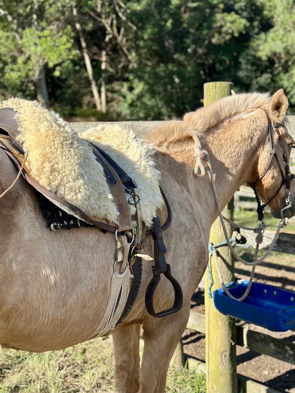 Égua Quarto de Milha - Foto 2