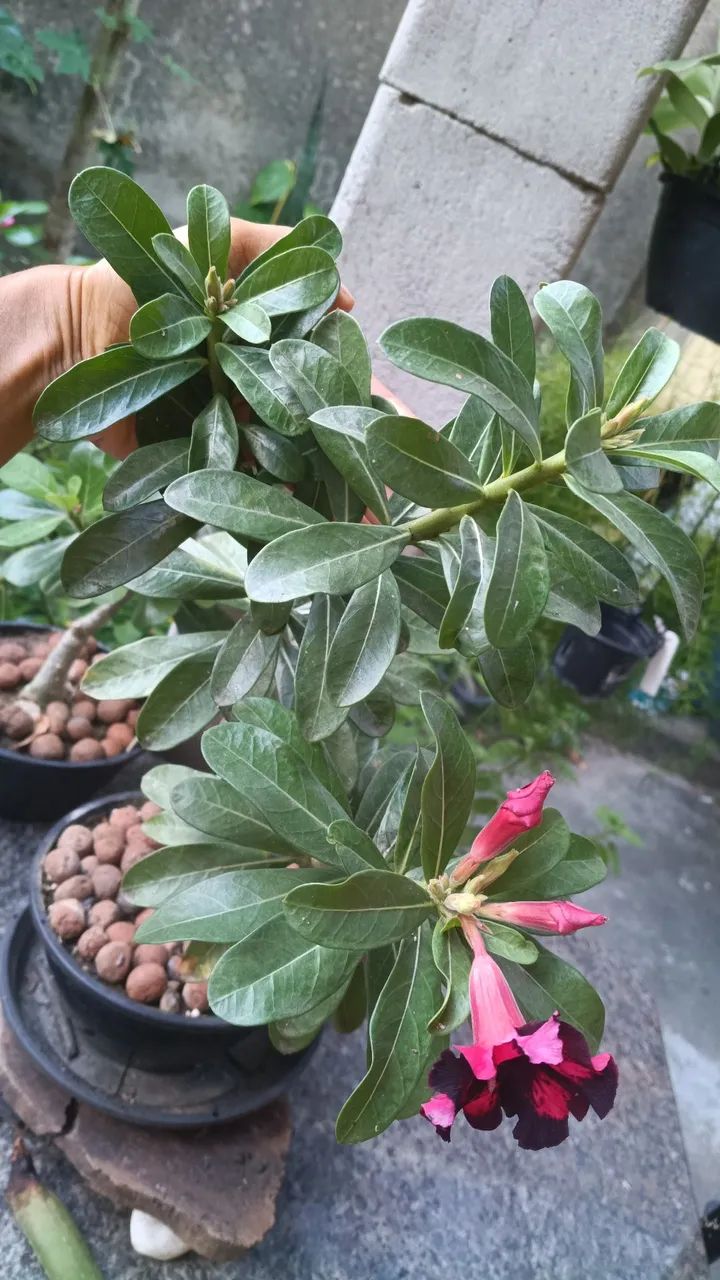 Planta - Foto 2
