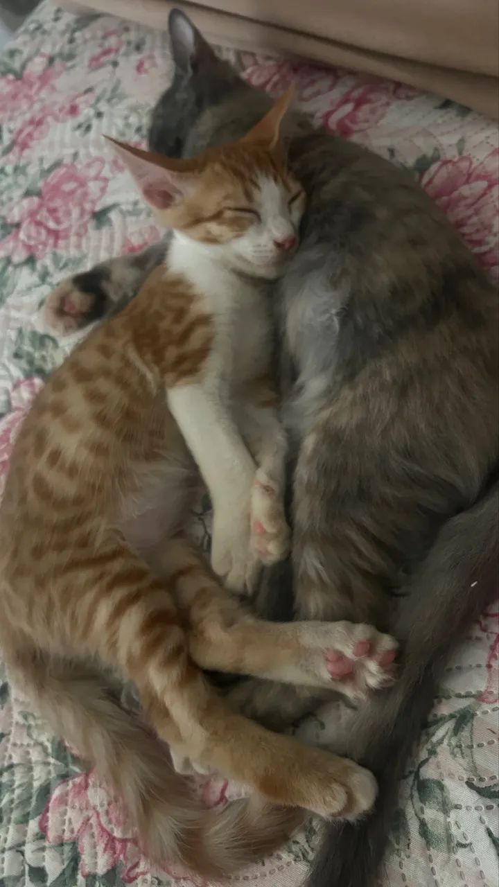 Dupla linda de gatinhos