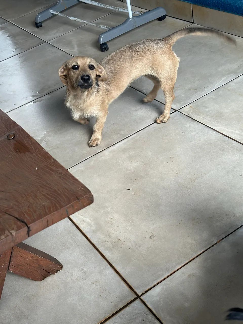 Cadela para doação  - Foto 2