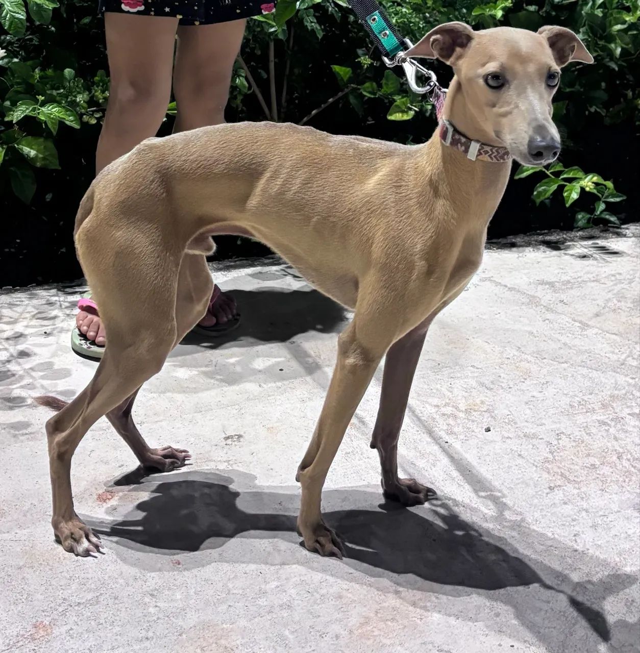 Cachorro Galgo Italiano Macho - Foto 3