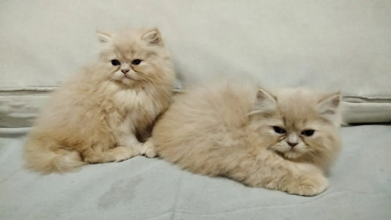 Lindos filhotes de Gato Persa  - Foto 3