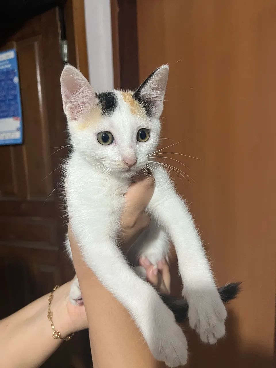Doação de gata