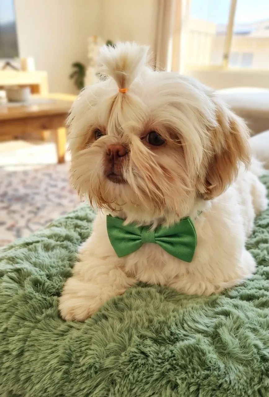 Shih tzu mini macho branco  - Foto 4
