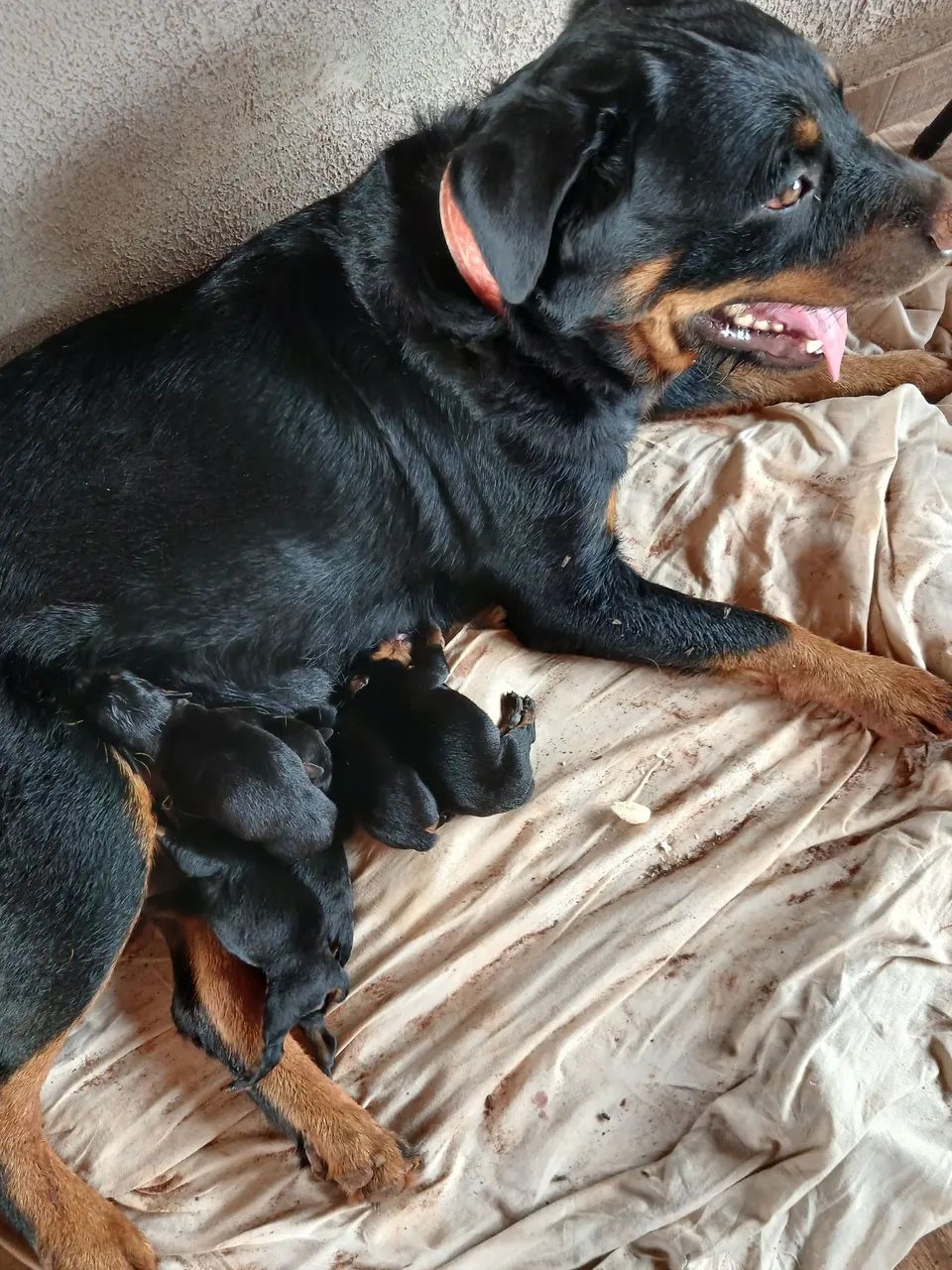 Venda-se rottweiler 