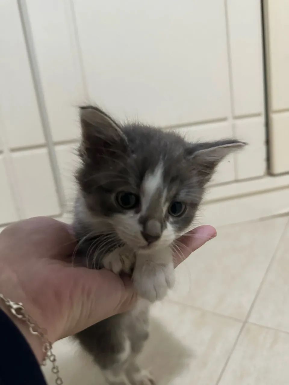 Gatinho macho para adoção  - Foto 2