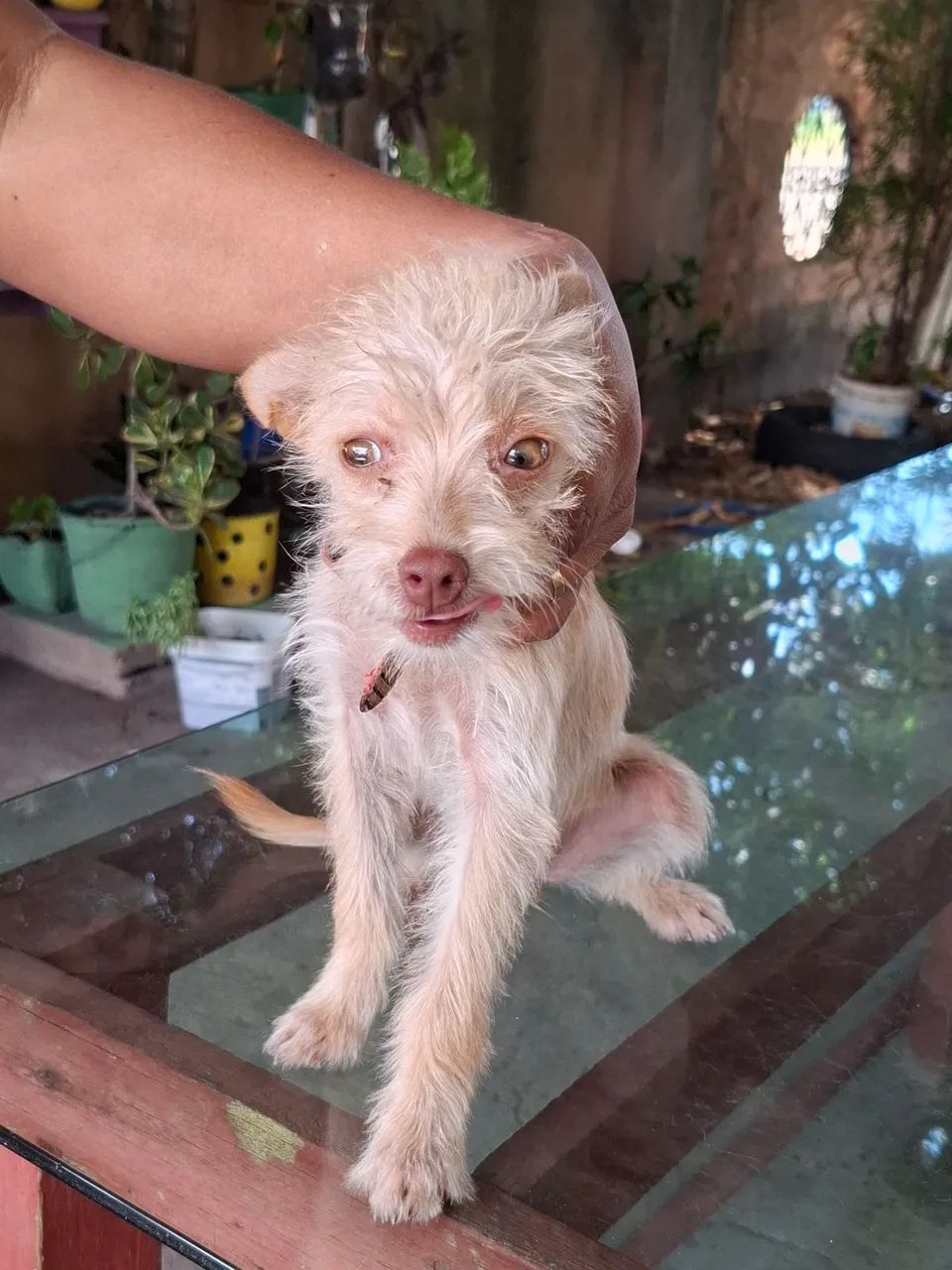 Vende-se filhote de pincher com poodle - Foto 4