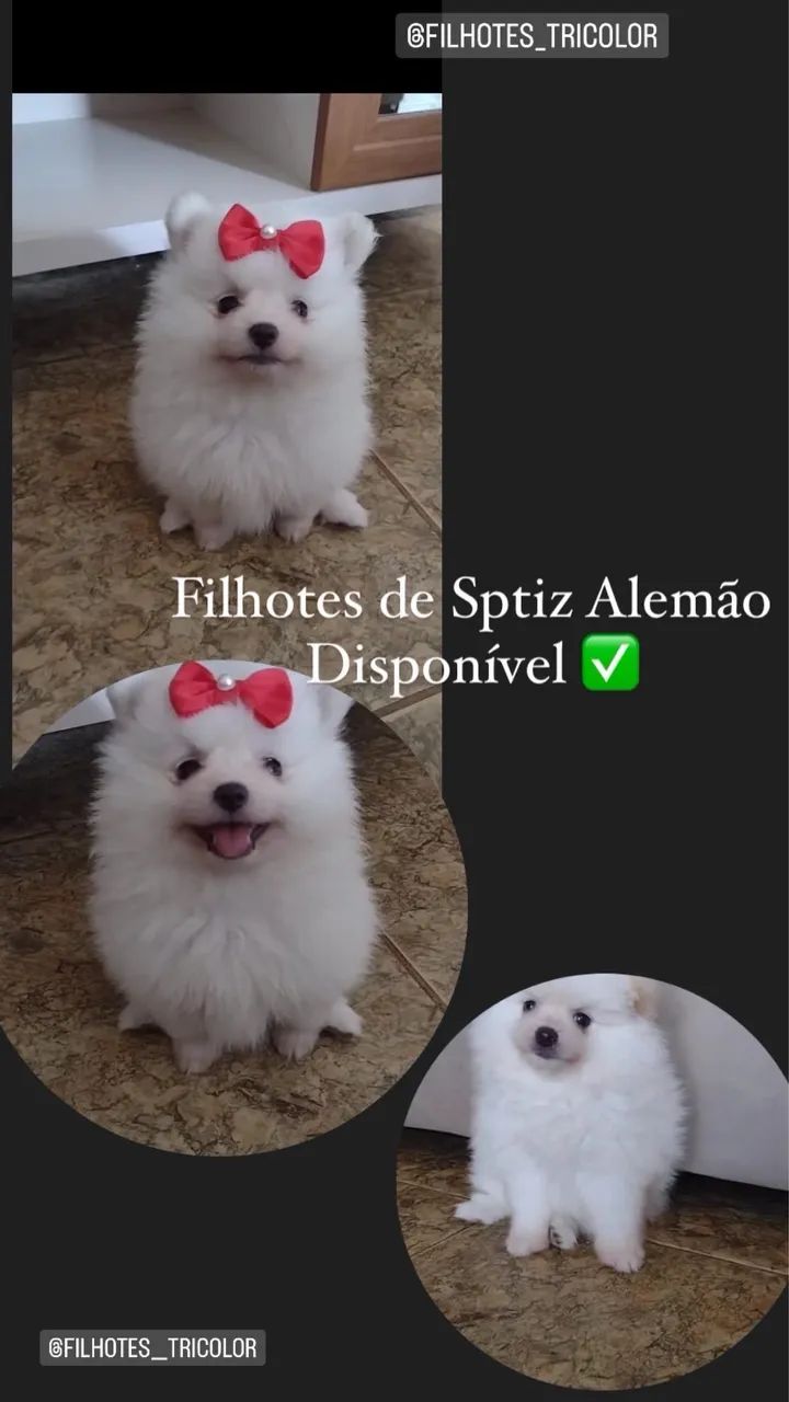Spitz ursinhos 
