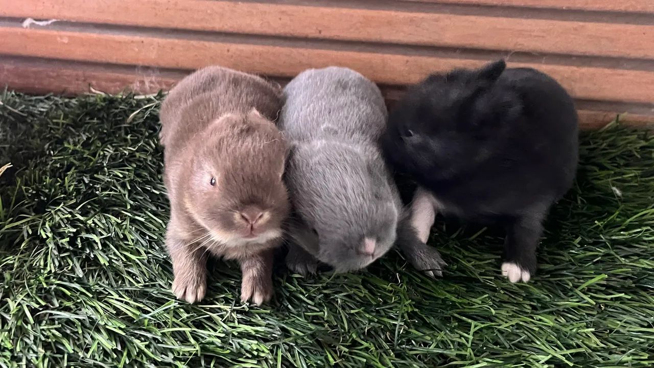 Mini Rabbit65570202269953121