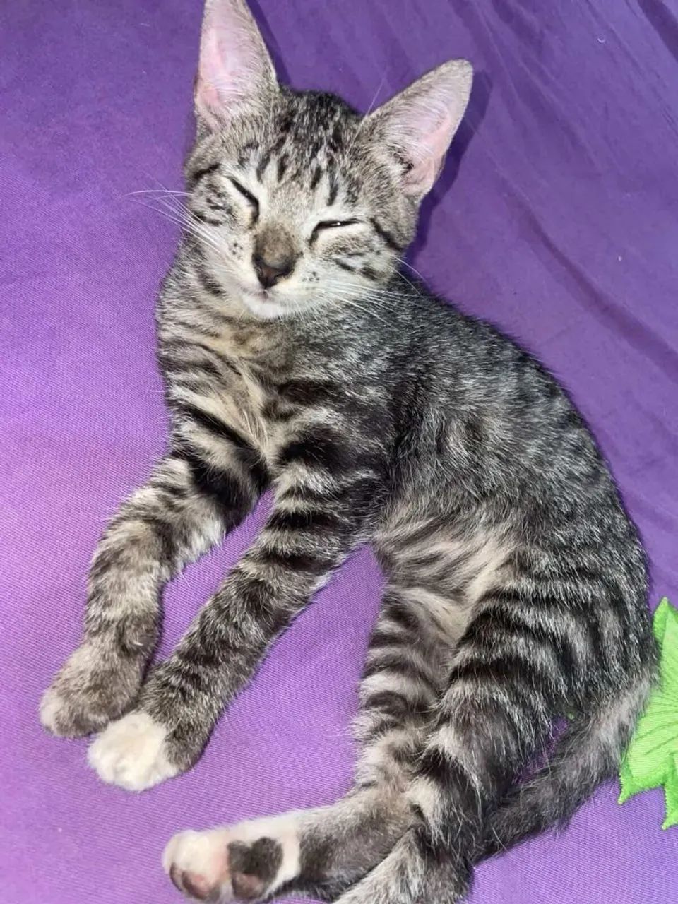 Gata para adoção 