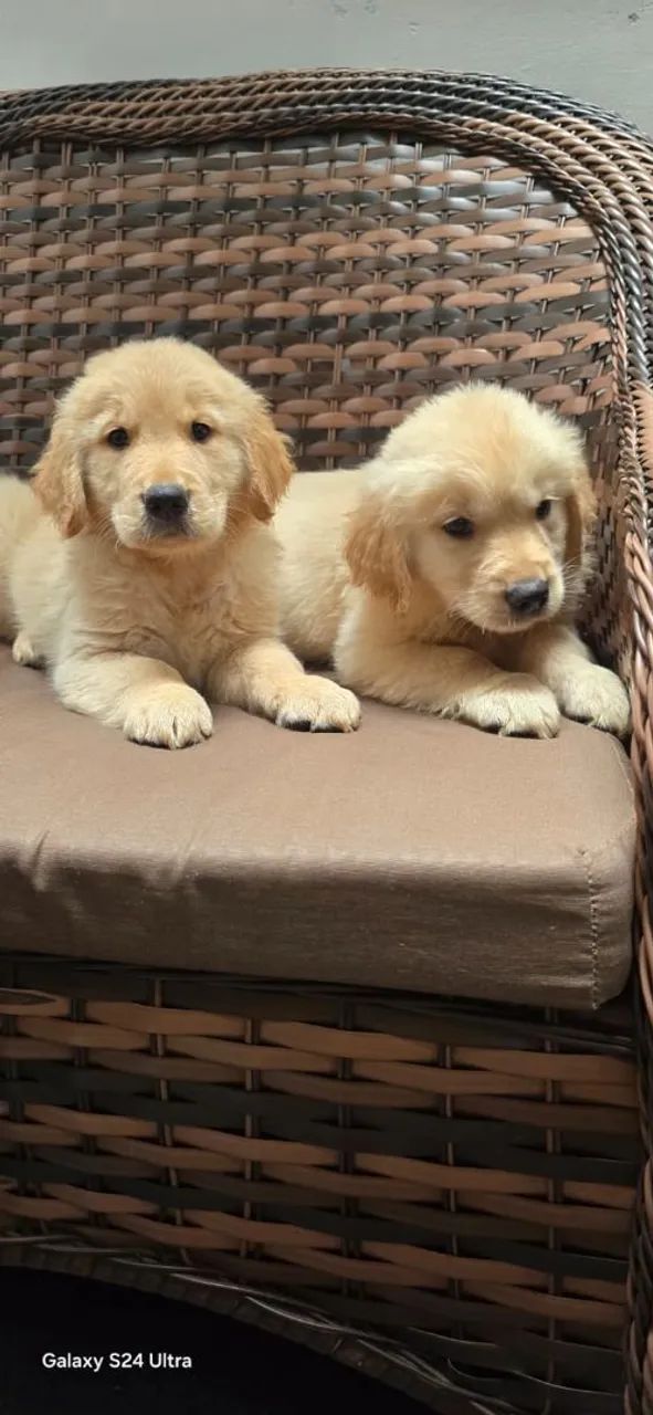 Golden Retriever  - Foto 3