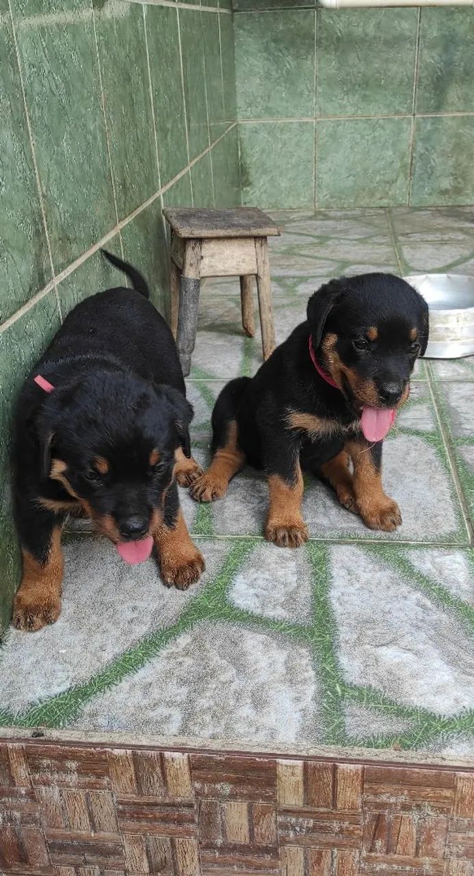 Filhotes de Rottweiler