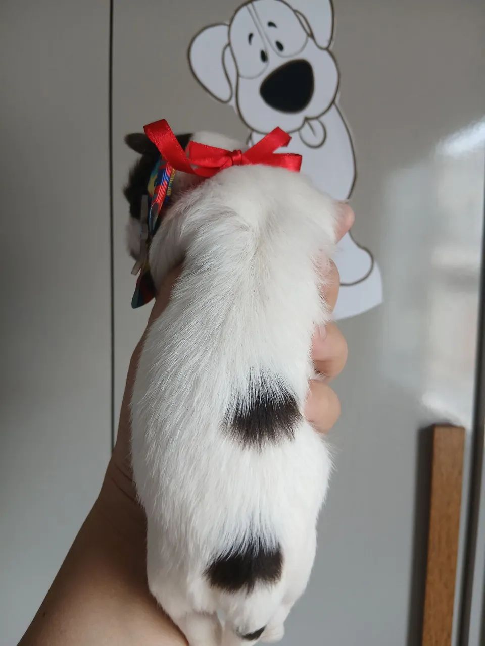 Vendo lindos filhotes shi tzus  - Foto 3