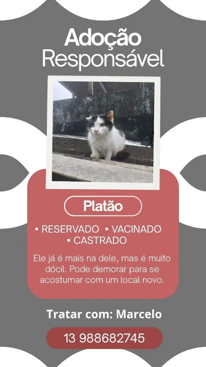 ADOÇÃO DE GATOS ADULTOS  - Foto 4